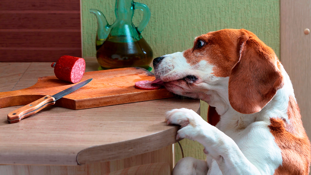 Можно ли давать собаке колбасу?