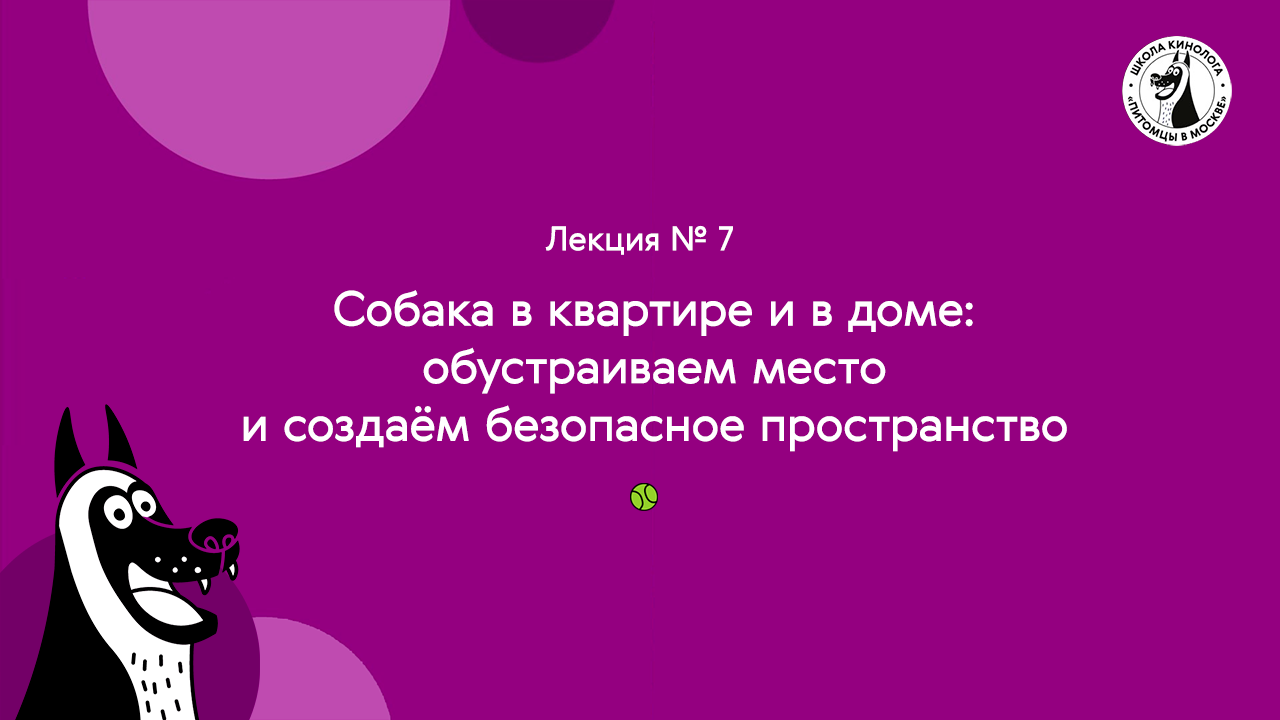 Лекция № 7. Собака в квартире и в доме: обустраиваем место и создаём безопасное пространство