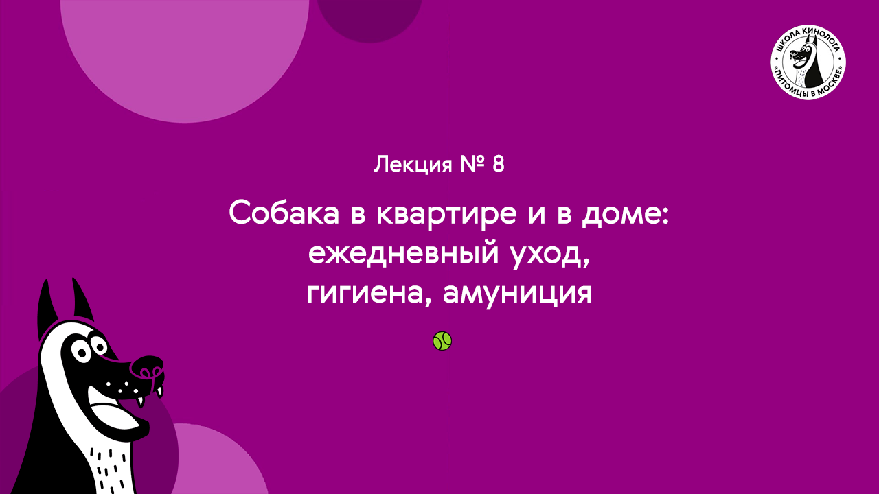 Школа кинолога