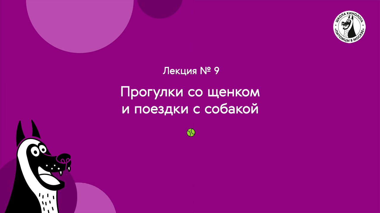 Школа кинолога: лекция № 9. Прогулки со щенком и поездки с собакой