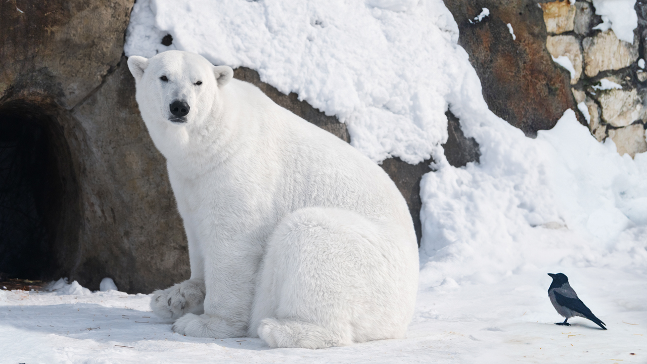 Опека белого медведя Терпея