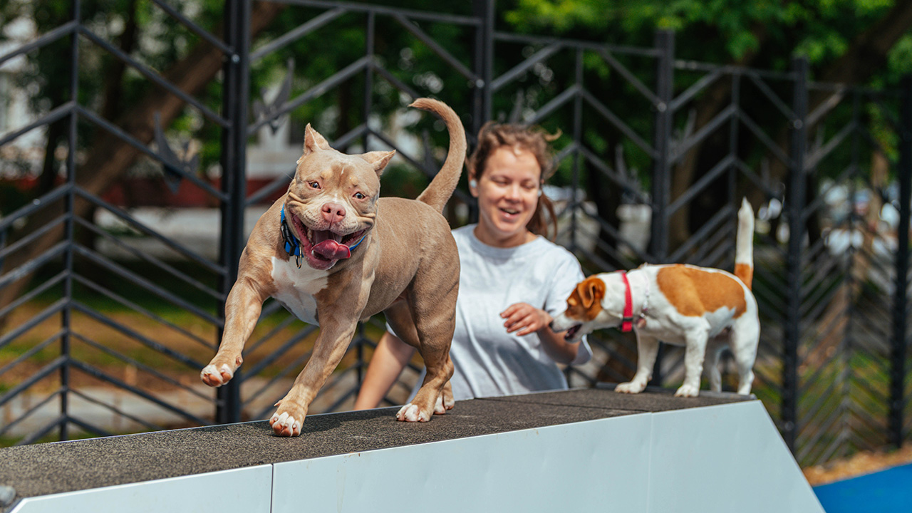 Москвичи узнают о воспитании собак в новом выпуске «Большой викторины»